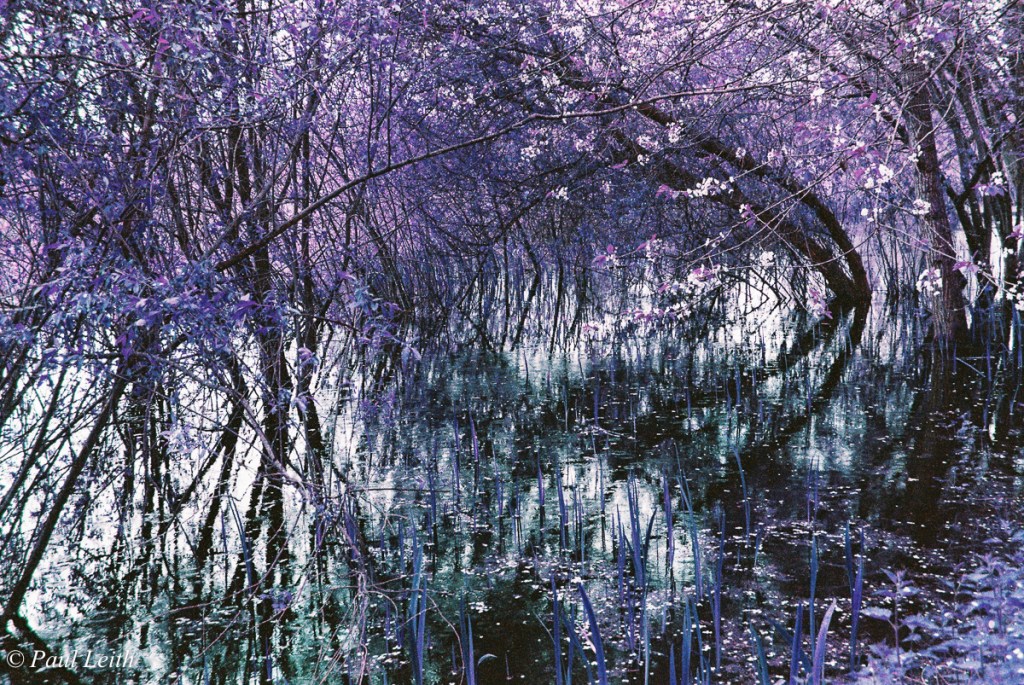 Purple Haze –&nbsp;LomoChrome